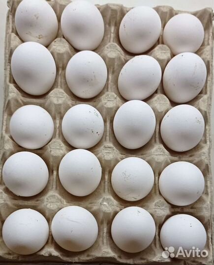 Домашние куриные яйца