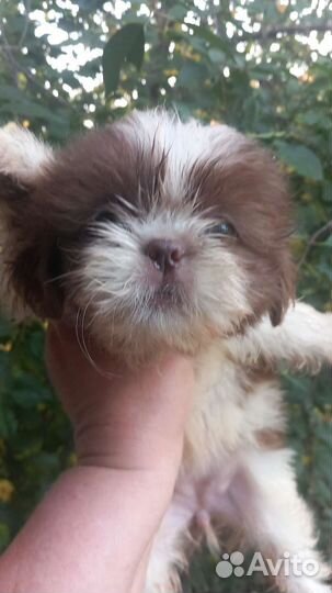 Шоколадные Ши