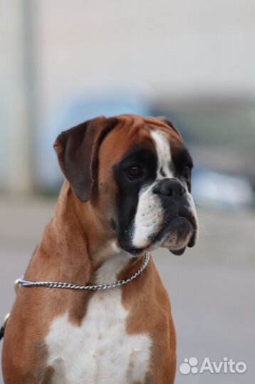 Щенок боксера