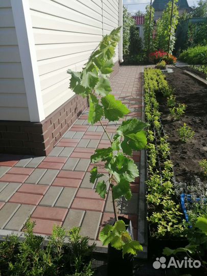 Саженцы винограда Аркадия (2022г)