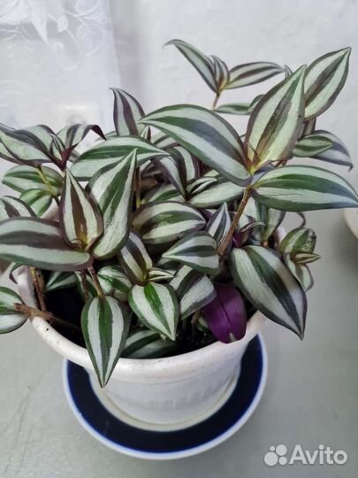 Традесканция зебрина