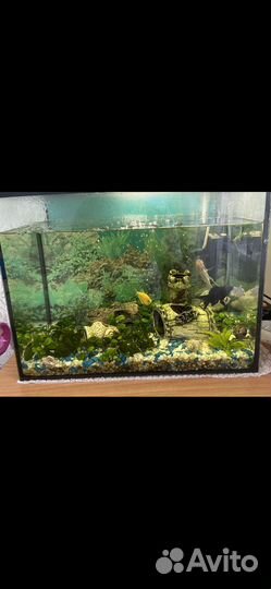 Аквариум