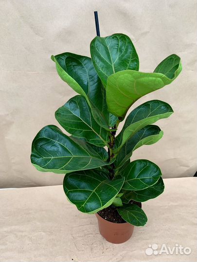 Фикус Лирата бамбино