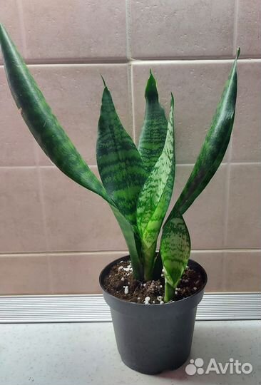 Сансевиерии