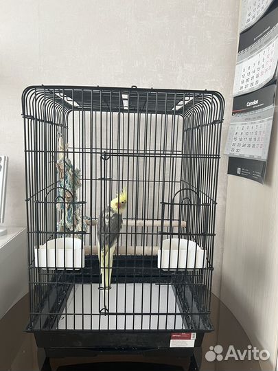 Продам попугая корелла