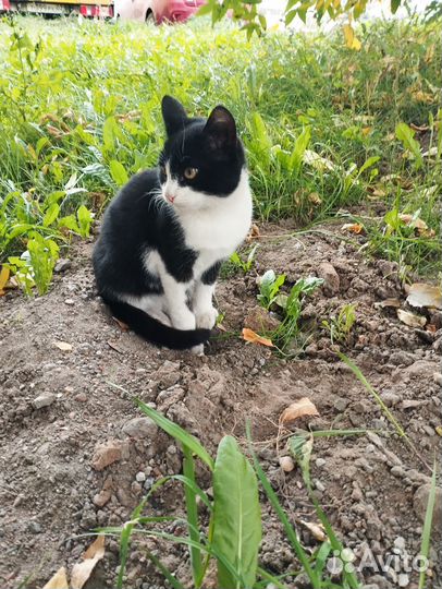 Котику очень нужен дом