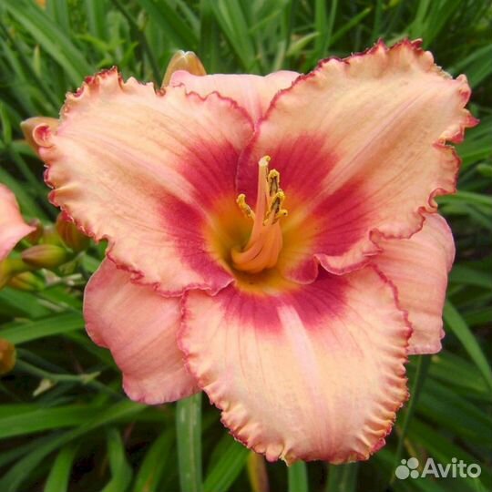 Лилейники Строберри Кэнди