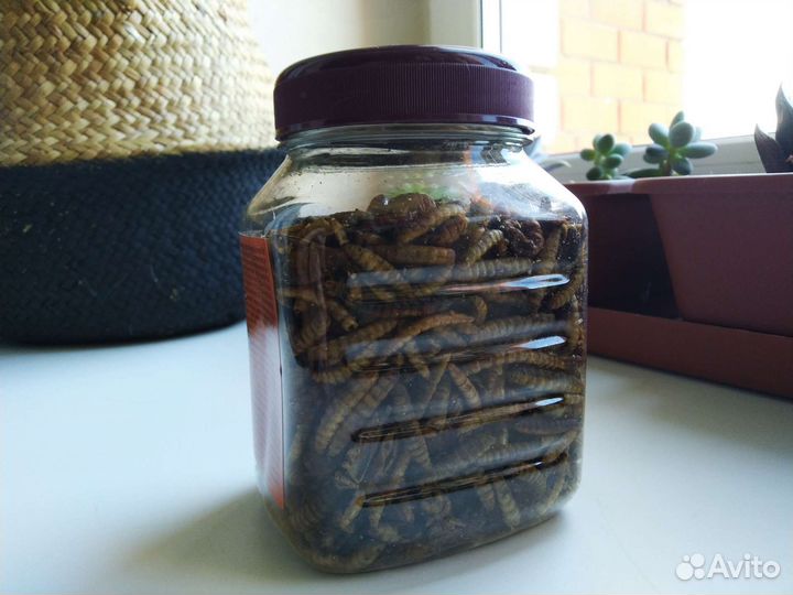 Корм для насекомоядных животных