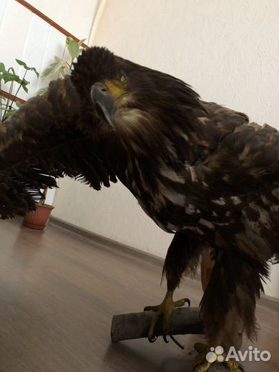 Чучело орла