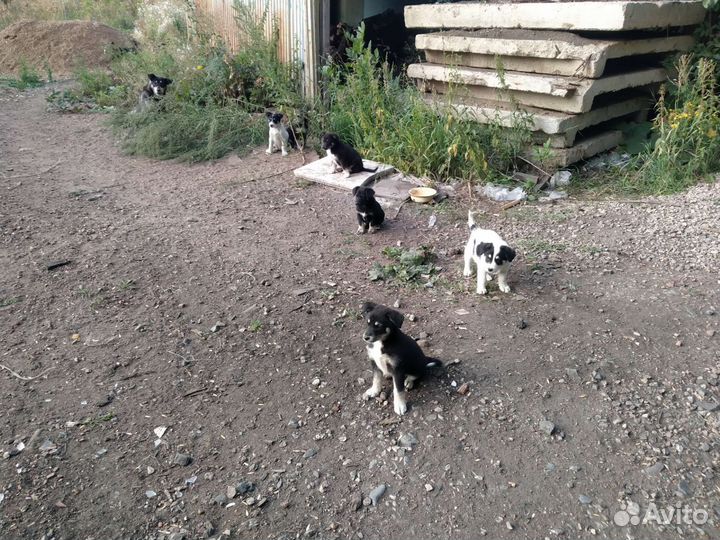 Щенки от бездомной рослой большой собаки