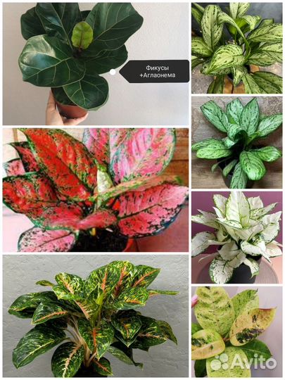 Антуриумы,Калатея,Фикусы,и др