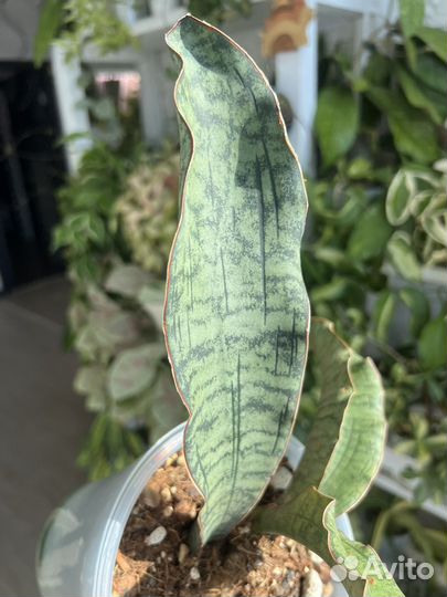 Сансевиерия сортовая