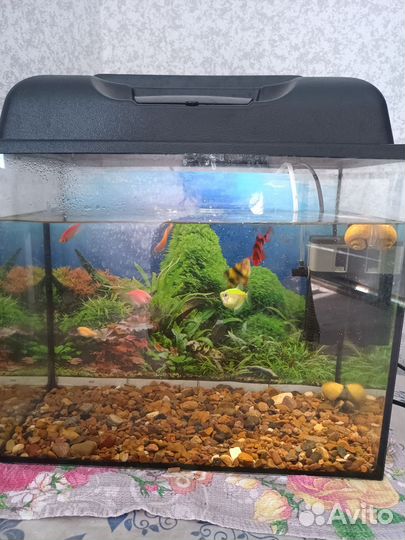 Аквариум с рыбками