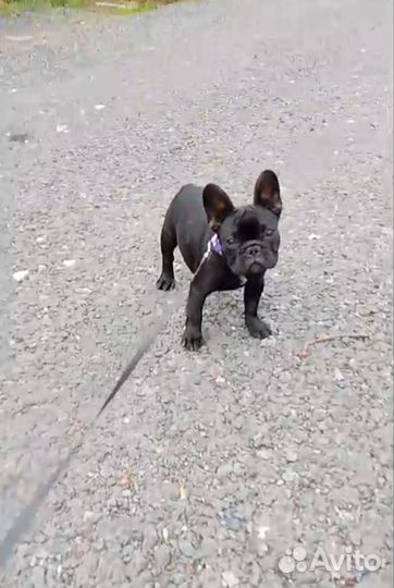 Французский бульдог щенки девочка РКФ