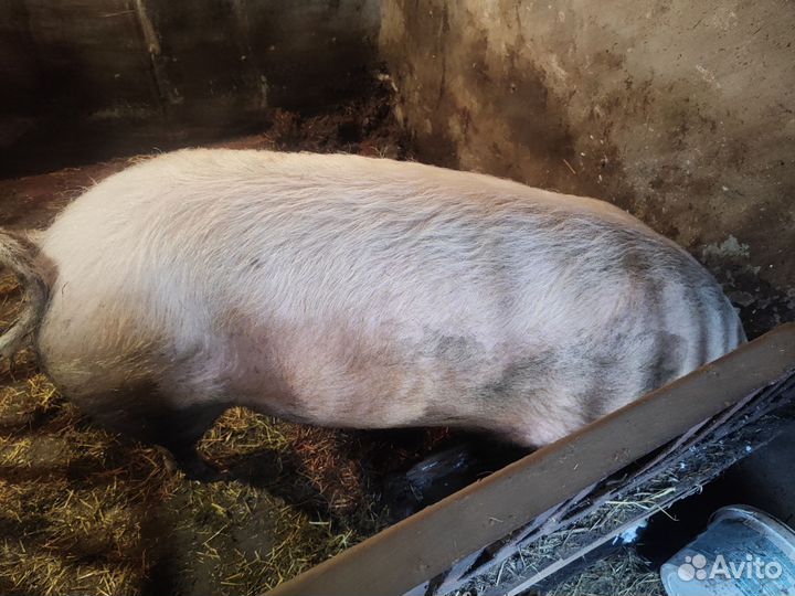 На племя или мясо