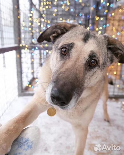 Собака из приюта ищет дом и семью