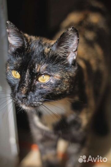 Кошка ищет дом
