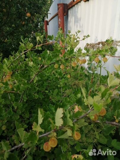 Крыжовник желтый