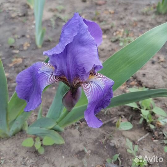 Ирис(3шт)