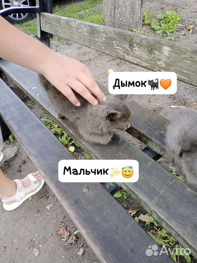 Котята в добрые руки