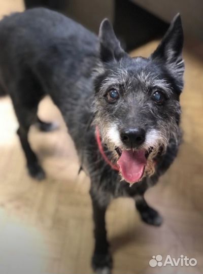 Добрая собачка