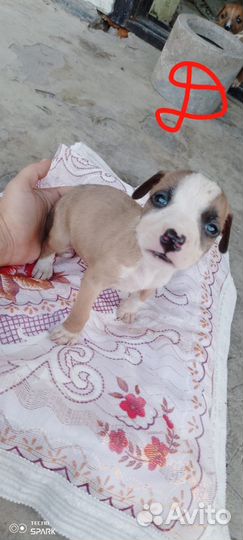 Щенки американского Стаффорда