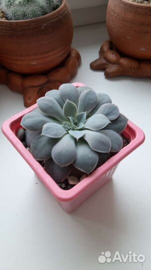 Суккуленты