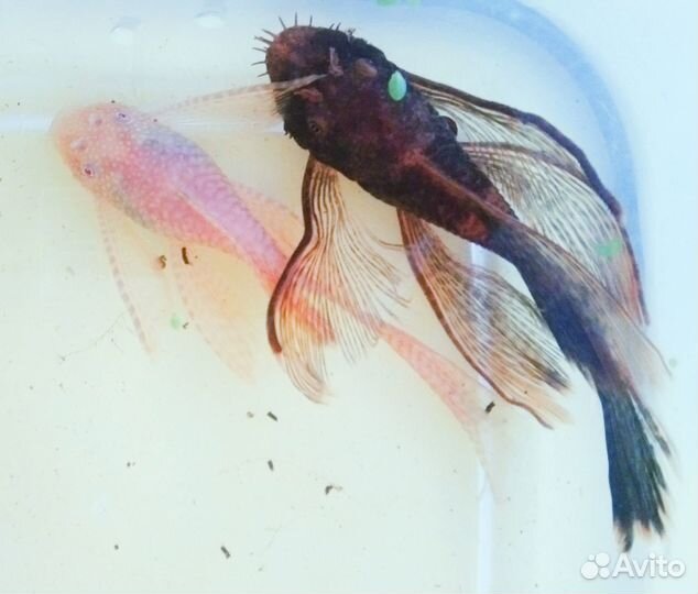 Анциструс вуальевые и обычные, гуппи испанцы