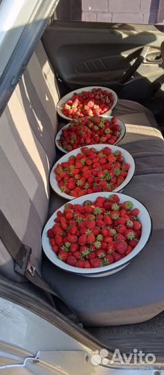 Остара клубника