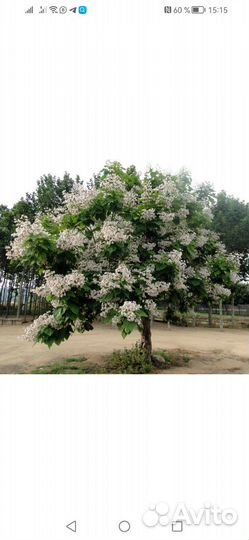 Саженцы катальпы