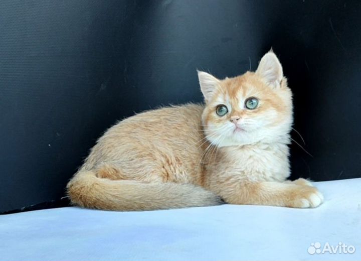 Девочка, ny12