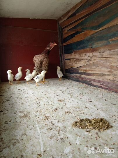Бойцовая курица