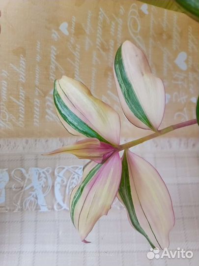 Традесканции разных сортов