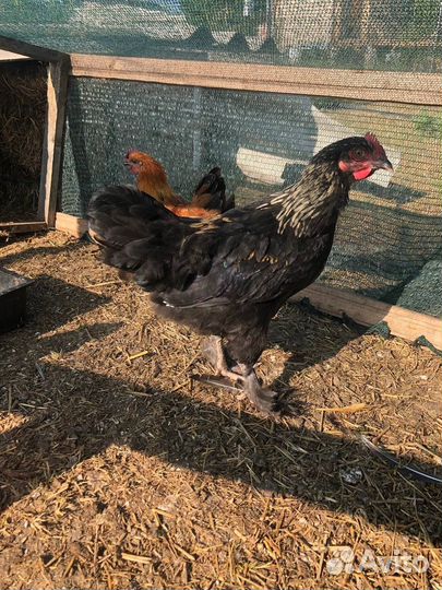 Петухи породы Маран