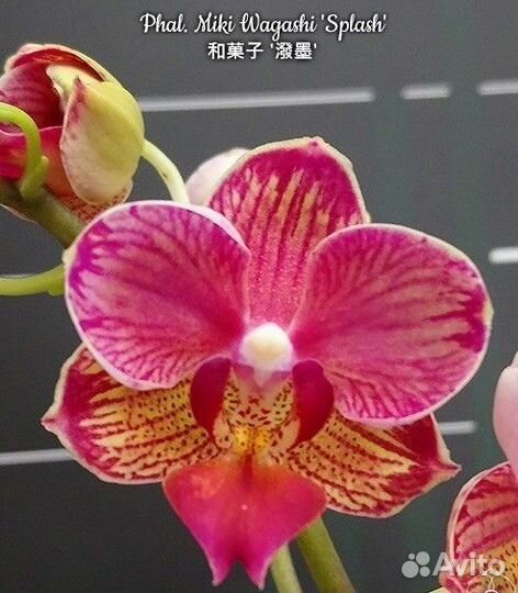 Орхидея фаленопсис