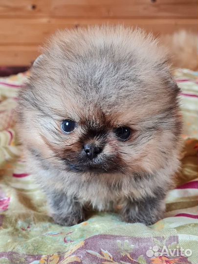 Щенки шпицев супер mini