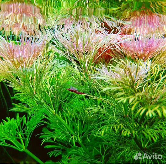 Аквариумные растения