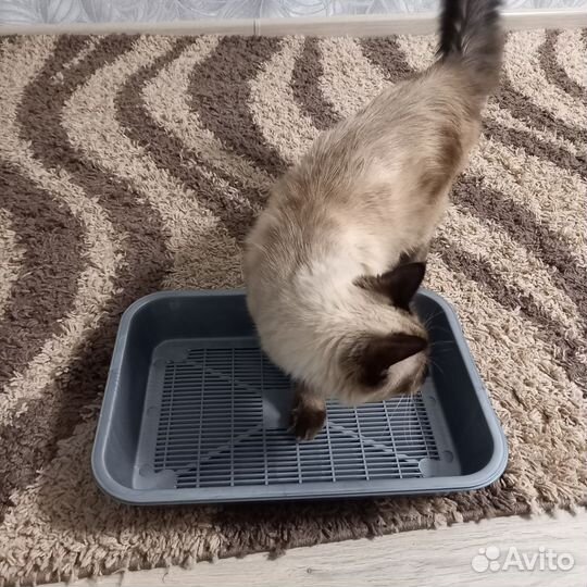 Лоток для кошек