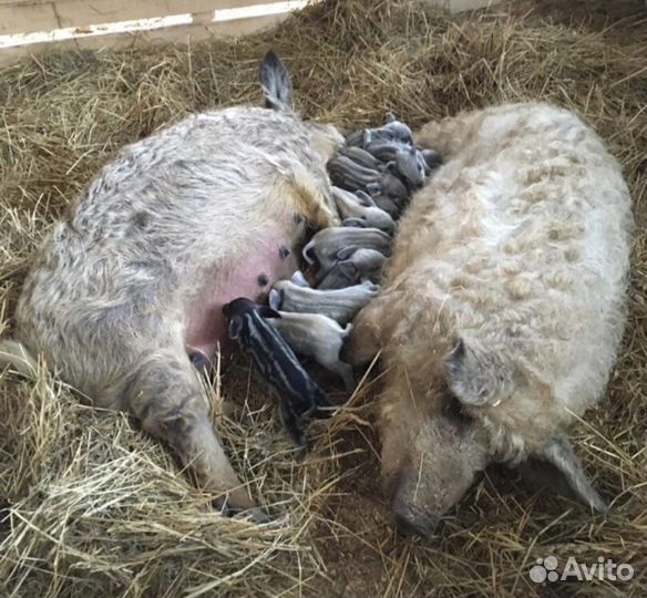 Поросята мясной породы