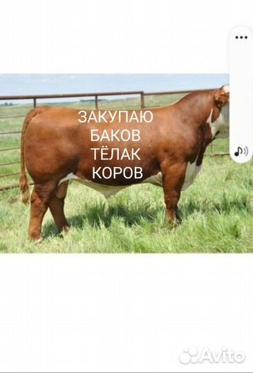 Быки тёлки коров