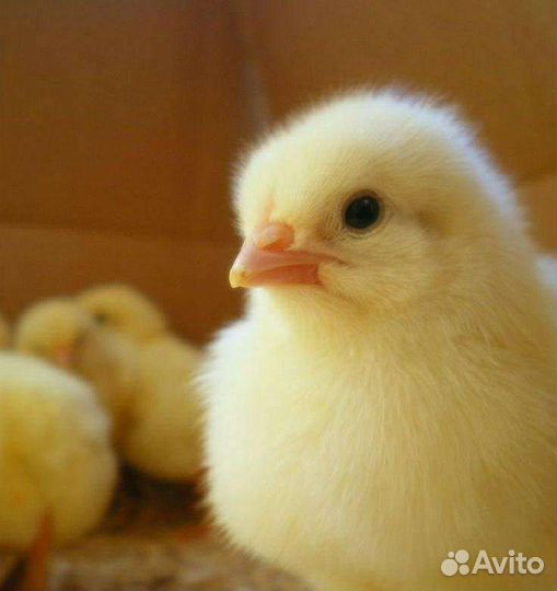 Здесь ваш бройлер