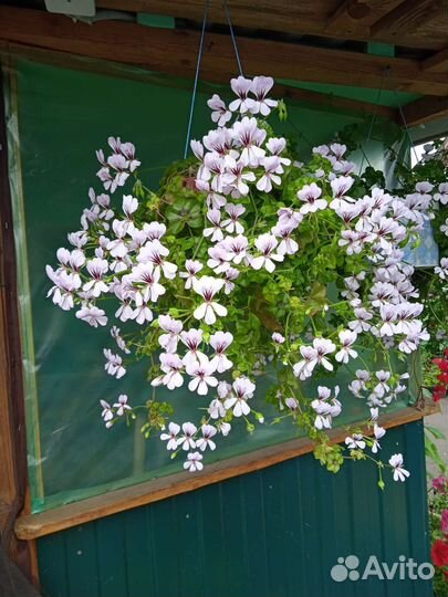 Плющелистная пеларгония