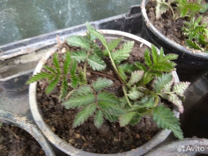 Тибетская малина