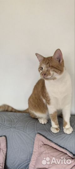 Особенный котик в дар добрым людям