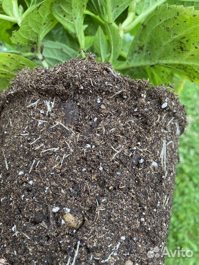 Гортензия крупнолистная вечное лето Зе Брайд