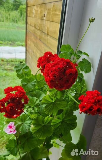 Пеларгония герань,розебудная