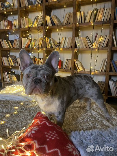 Вязка французский бульдог