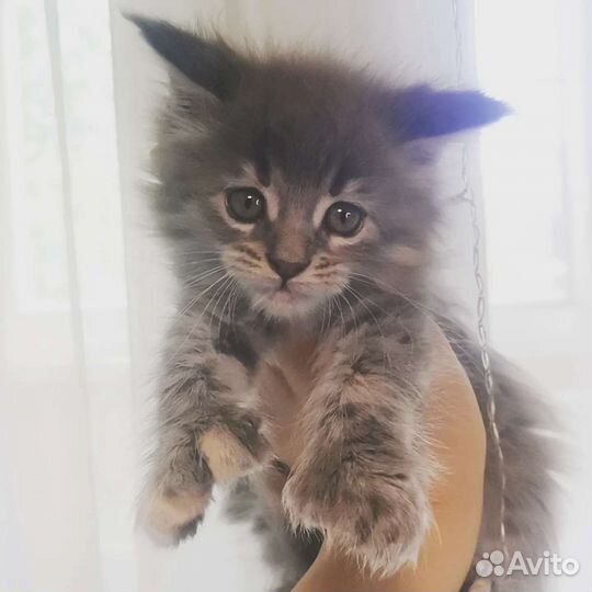 Котята мейн-кун