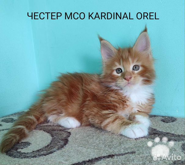 Котята мейн-кун