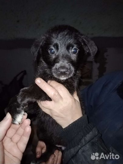 Щенки лабрадора бесплатно